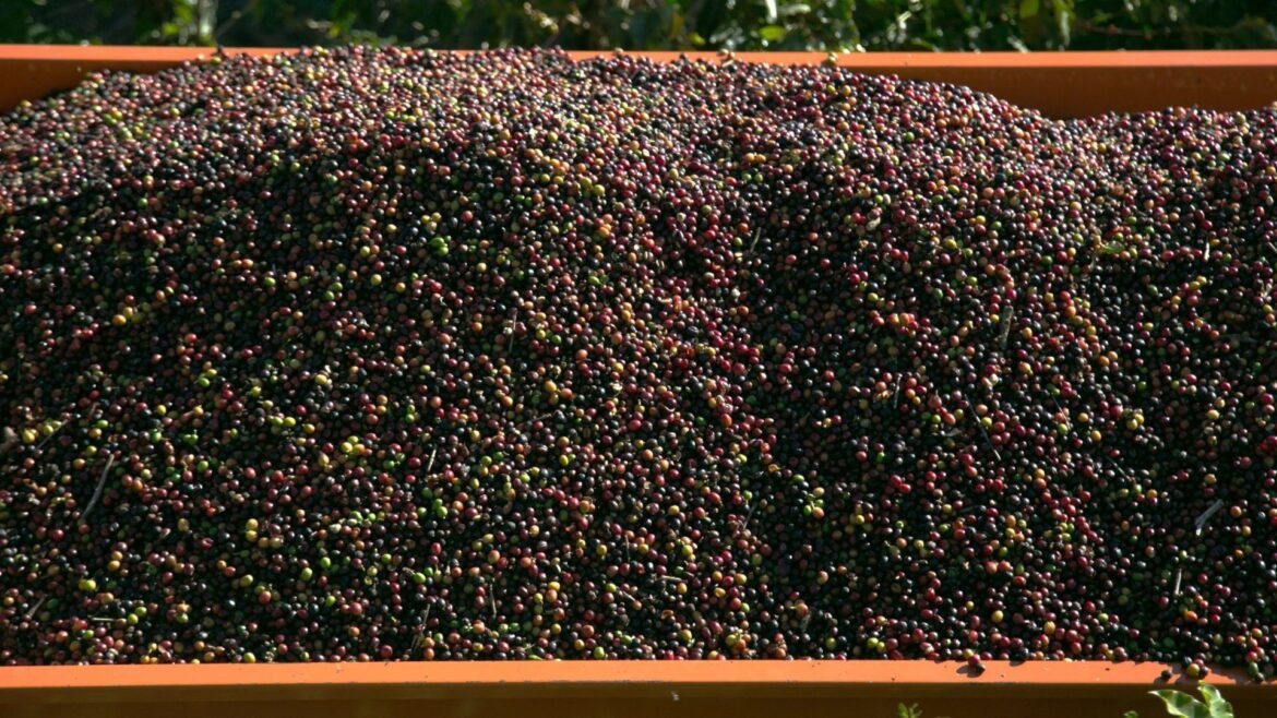 depois-de-tarifaco,-compras-de-cafe-brasileiro-pelos-eua-caem-pela-metade-em-1-ano
