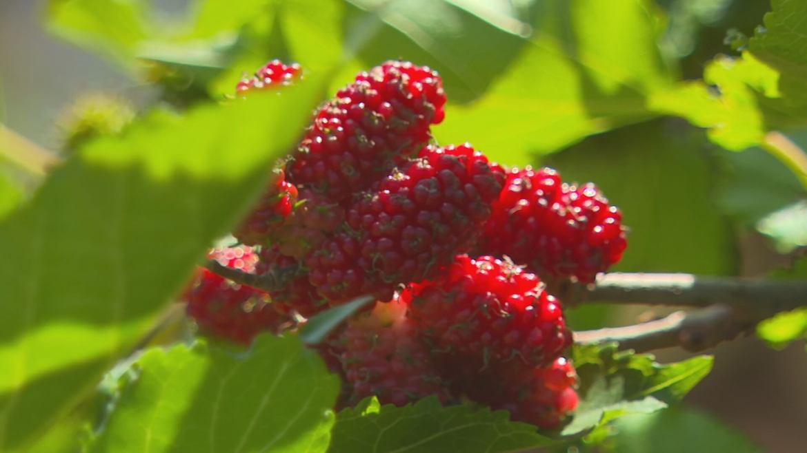 e-epoca-de-colher-amora-no-oeste-de-sp