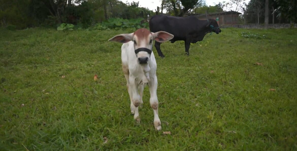 rafinha:-1o-bezerro-brasileiro-que-nasceu-com-ajuda-de-proteina-de-peixe