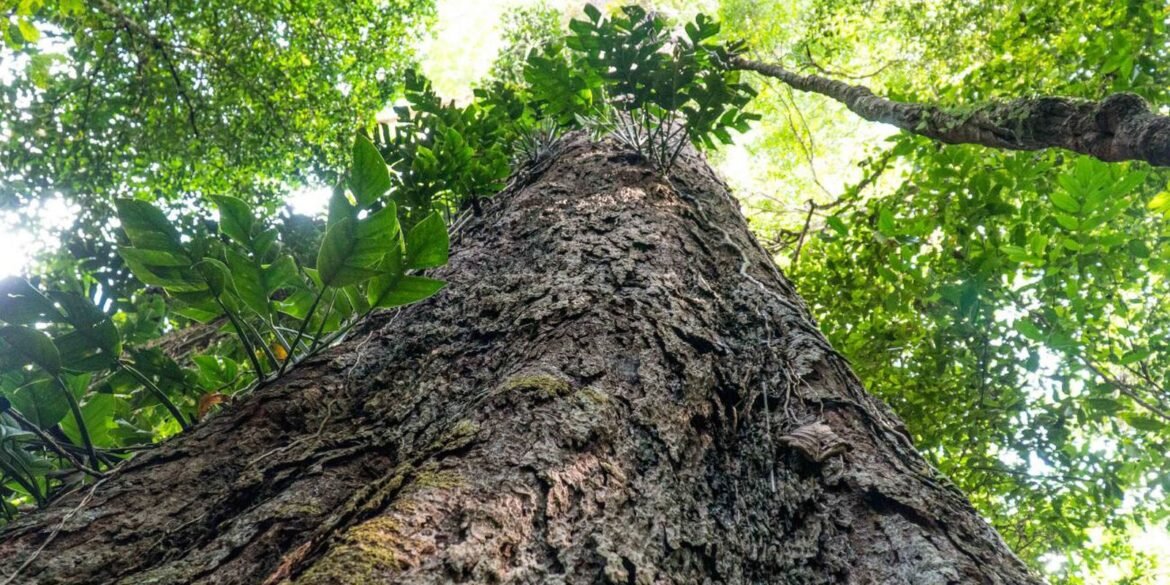 entidades-publicas-e-privadas-pedem-pacto-por-codigo-florestal