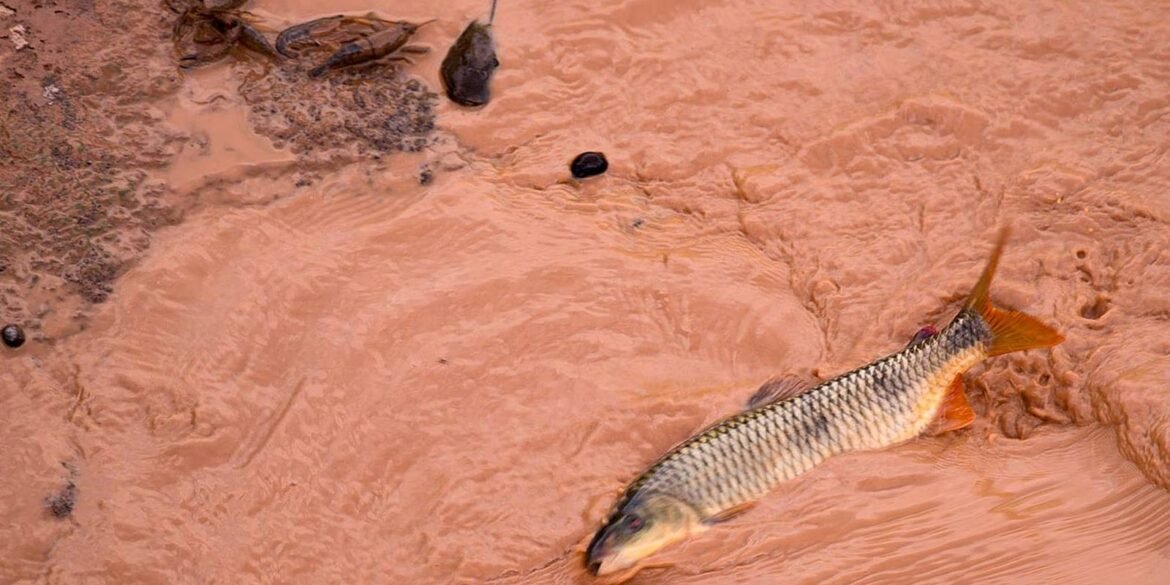 samarco-e-vale-sao-multadas-em-mais-de-r$-1,8-bilhao samarco-e-vale-sao-multadas-em-mais-de-r$-1,8-bilhao