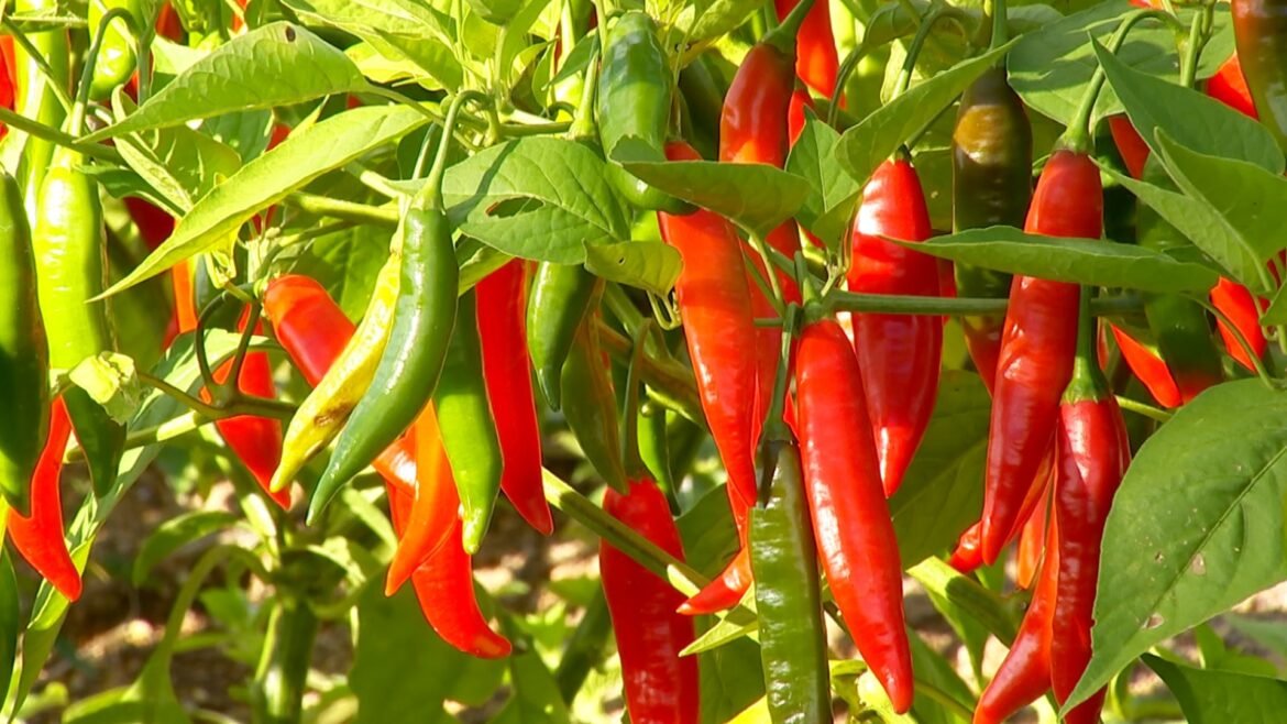 veja-dicas-de-como-cultivar-pimentas-e-fazer-conservas veja-dicas-de-como-cultivar-pimentas-e-fazer-conservas