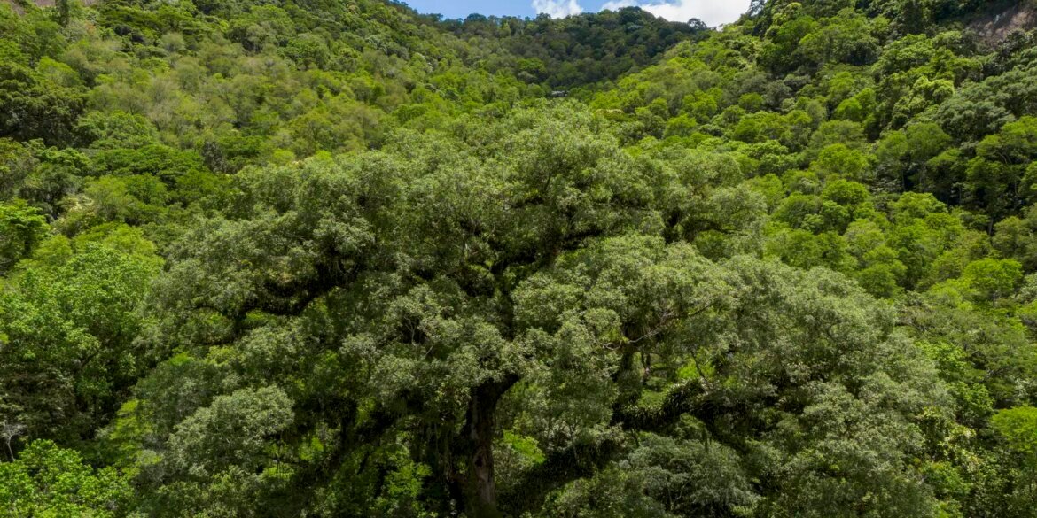 mata-atlantica-perde-2,4-milhoes-de-hectares-em-40-anos