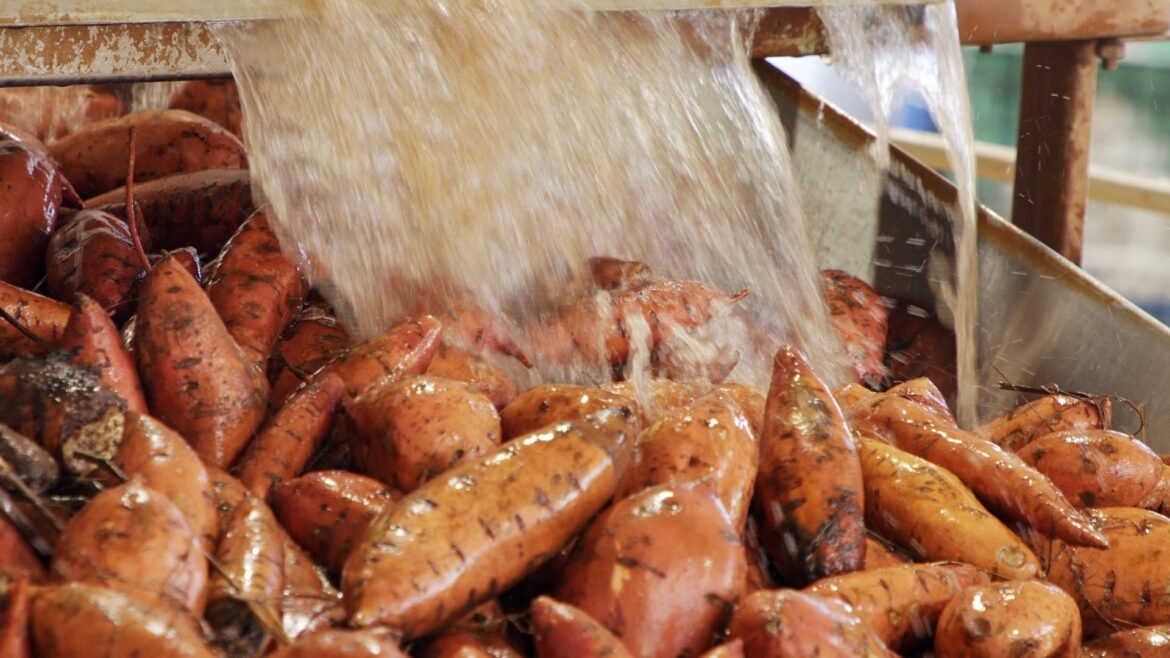 estiagem-derruba-producao-de-batata-doce-no-oeste-paulista