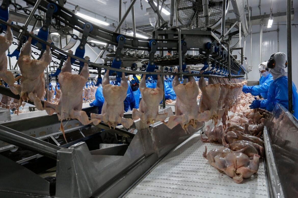 exportadores-de-frango-projetam-fechar-o-ano-em-alta-apos-retomada-de-vendas-para-china