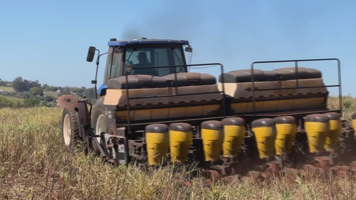 plantio-do-milho-segunda-safra-avanca-com-chegada-de-chuvas
