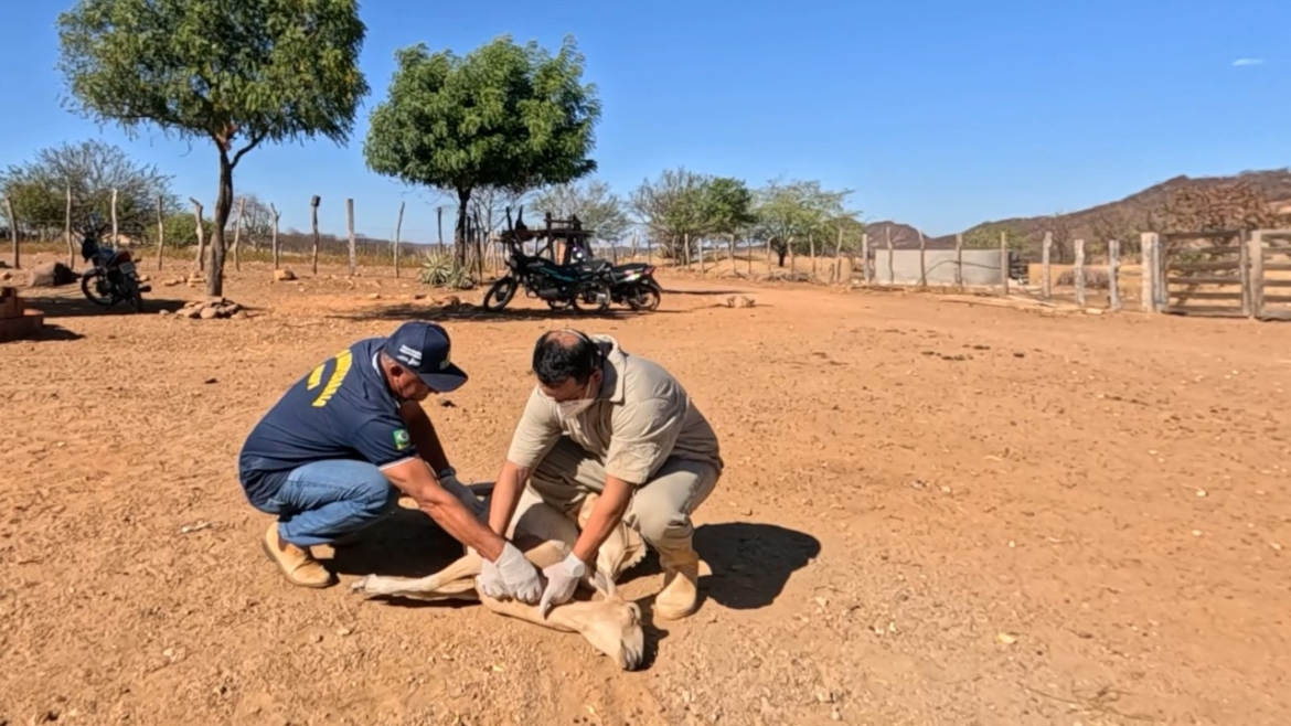 falha-em-inativacao-de-vacina-e-causa-provavel-de-morte-de-animais