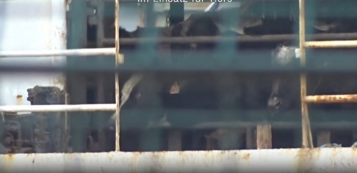 navio-que-vaga-ha-meses-tenta-voltar-ao-uruguai-com-3-mil-vacas-e-bezerros-a-beira-da-morte: