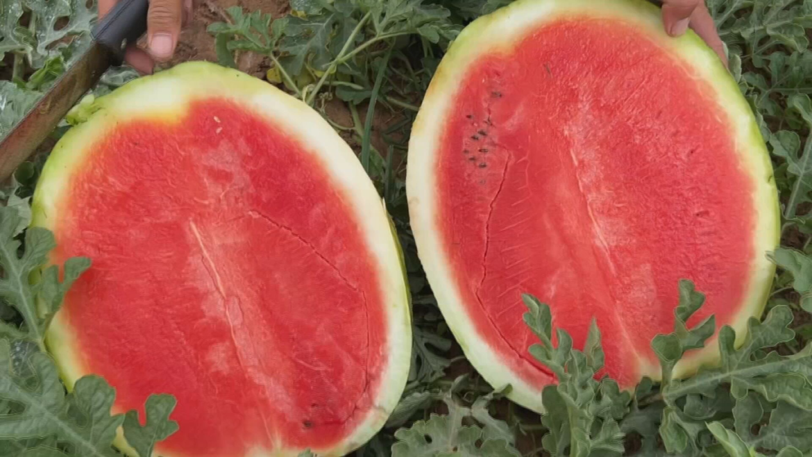 produtores-colhem-safra-de-melancia-em-sp-|-g1