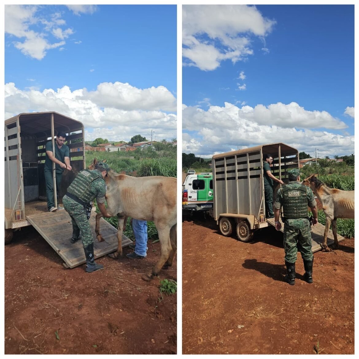 policia-resgata-cavalo-que-era-mantido-em-situacao-de-maus-tratos-em-unai