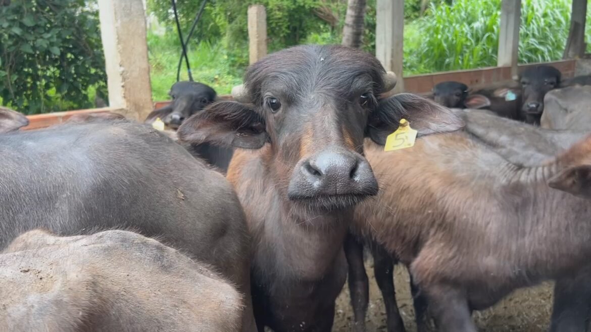 criadores-de-bufalos-recebem-assistencia-para-aumentar-produtividade-|-g1