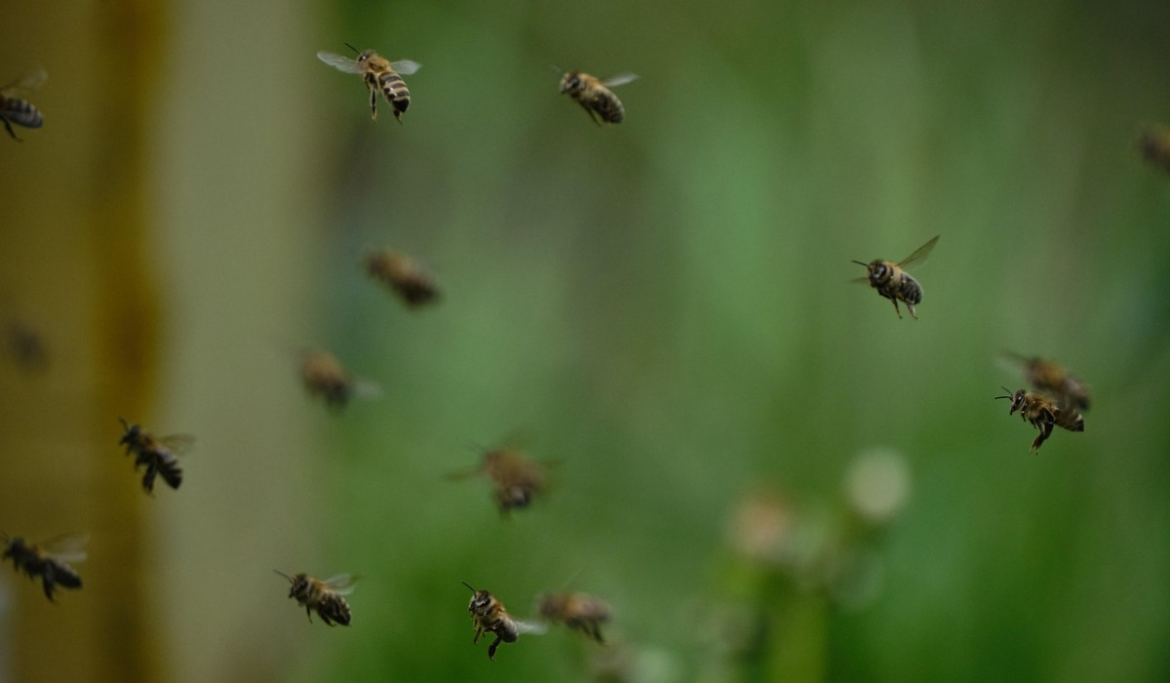 idoso-morre-atacado-por-abelhas-apos-entrar-em-clube-para-pegar-mangas,-em-curvelo