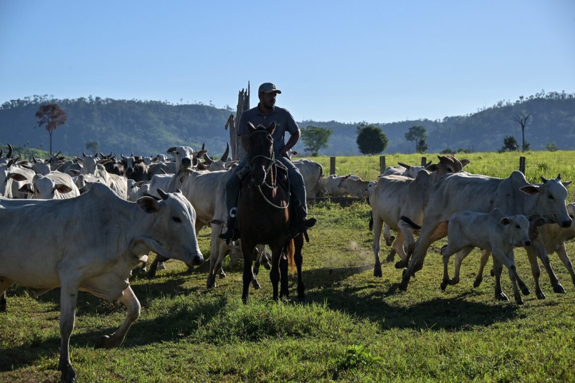 acordo-ue-mercosul:-parlamento-europeu-aprova-medidas-de-protecao-mais-rigidas-para-o-agro-|-g1