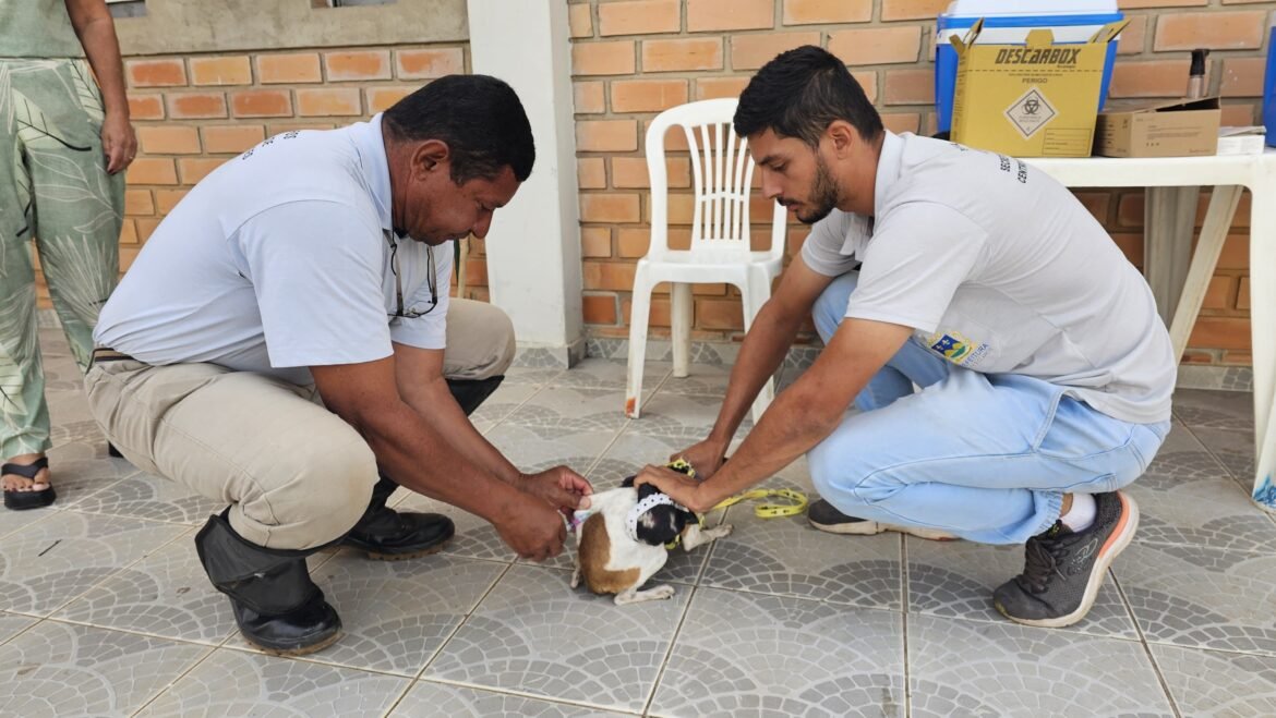 moradores-de-montes-claros-devem-vacinar-caes-e-gatos-contra-a-raiva