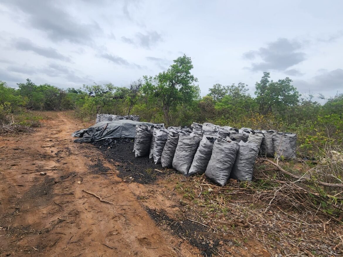 tres-sao-presos-apos-furto-de-madeira-de-empresa-em-rio-pardo-de-minas