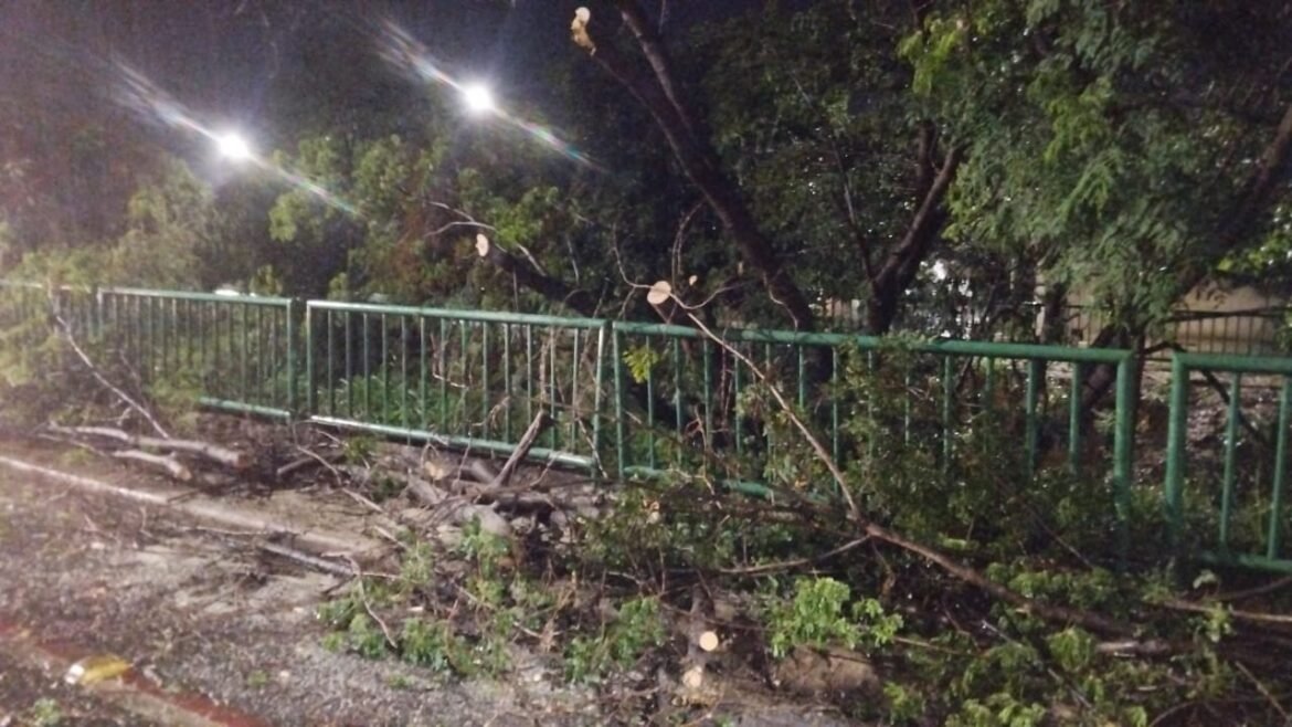 corpo-de-bombeiros-registra-queda-de-arvores-em-varios-bairros-de-montes-claros-apos-forte-chuva