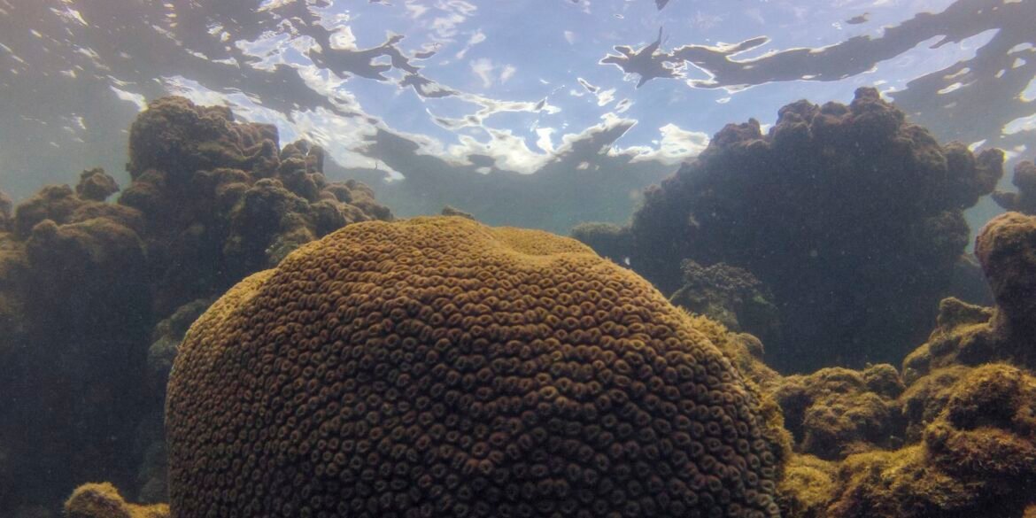 el-nino-afeta-ecossistema-marinho-no-oceano-atlantico,-diz-estudo