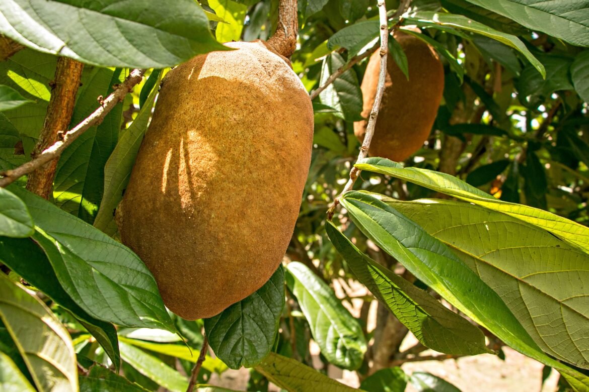 como-fazer-geleia-e-doce-artesanal-de-cupuacu-|-g1