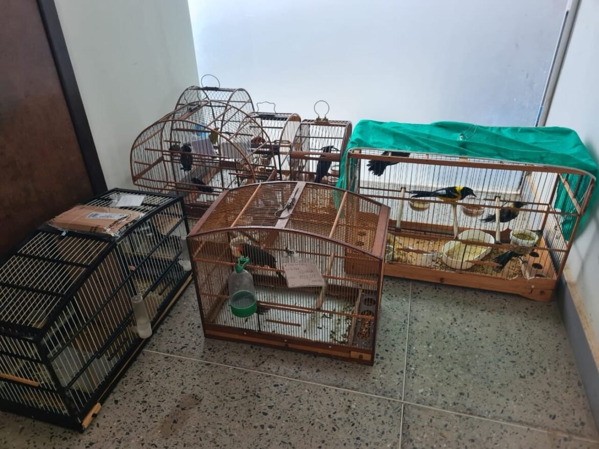 arma-e-aves-sao-apreendidas-apos-policiais-suspeitarem-de-carga-em-teto-de-carro-na-mgc-122