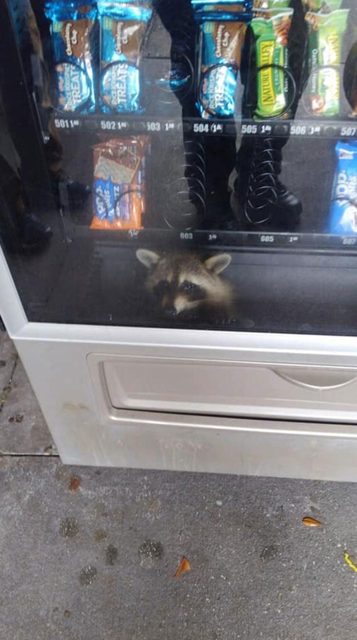 guaxinim-‘assaltante’-fica-preso-em-maquina-de-venda-de-lanches-nos-eua