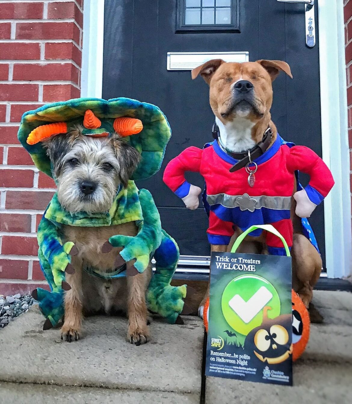 caes-policiais-sao-fantasiados-para-festa-de-halloween-na-inglaterra