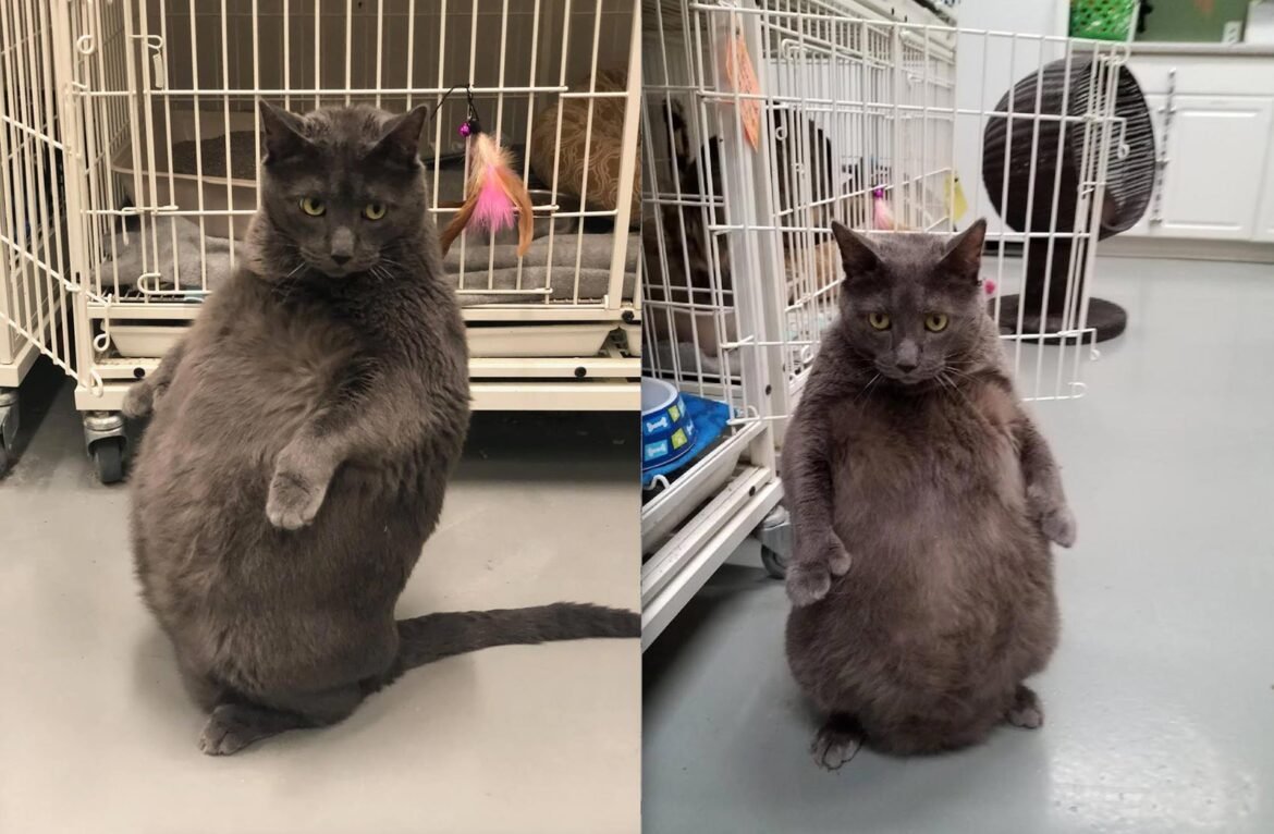 gato-acima-do-peso-posto-para-adocao-nos-eua-viraliza-na-web