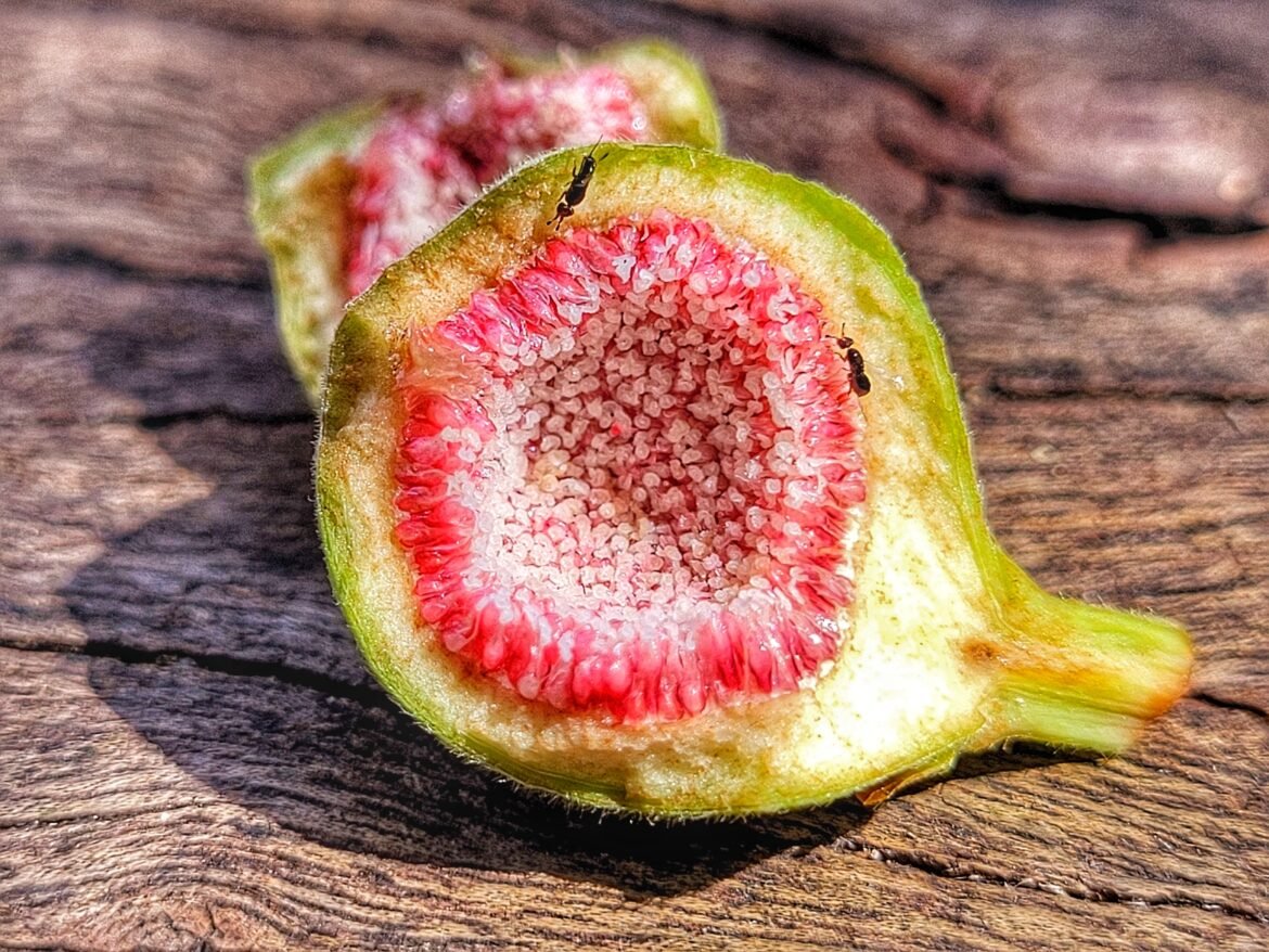 figo-nao-e-fruta-e-nem-planta-carnivora:-entenda-como-ele-consegue-digerir-vespas-|-g1