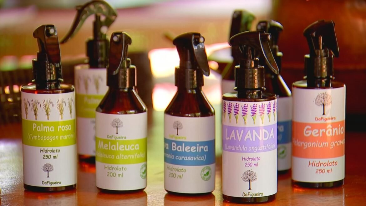 plantas-aromaticas-sao-cultivadas-para-producao-de-oleos-essenciais-|-g1