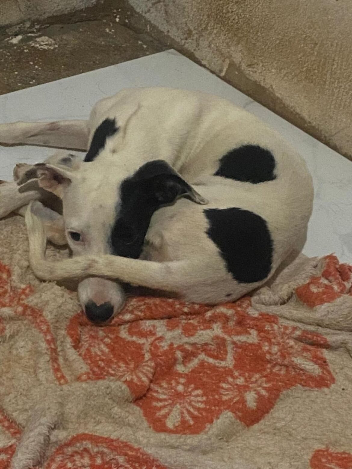 tutora-e-multada-apos-abandonar-cadela-atropelada-na-rua,-em-unai