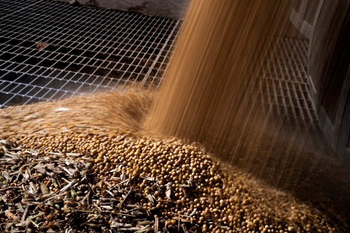 como-cientistas-editam-o-dna-da-soja-para-torna-la-mais-resistente-ao-calor-|-g1