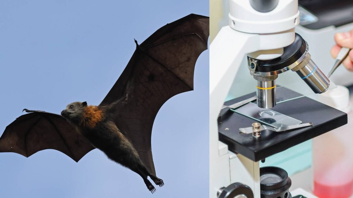 morcego-raposa-voadora-e-mais:-os-hospedeiros-do-virus-nipah-e-os-riscos