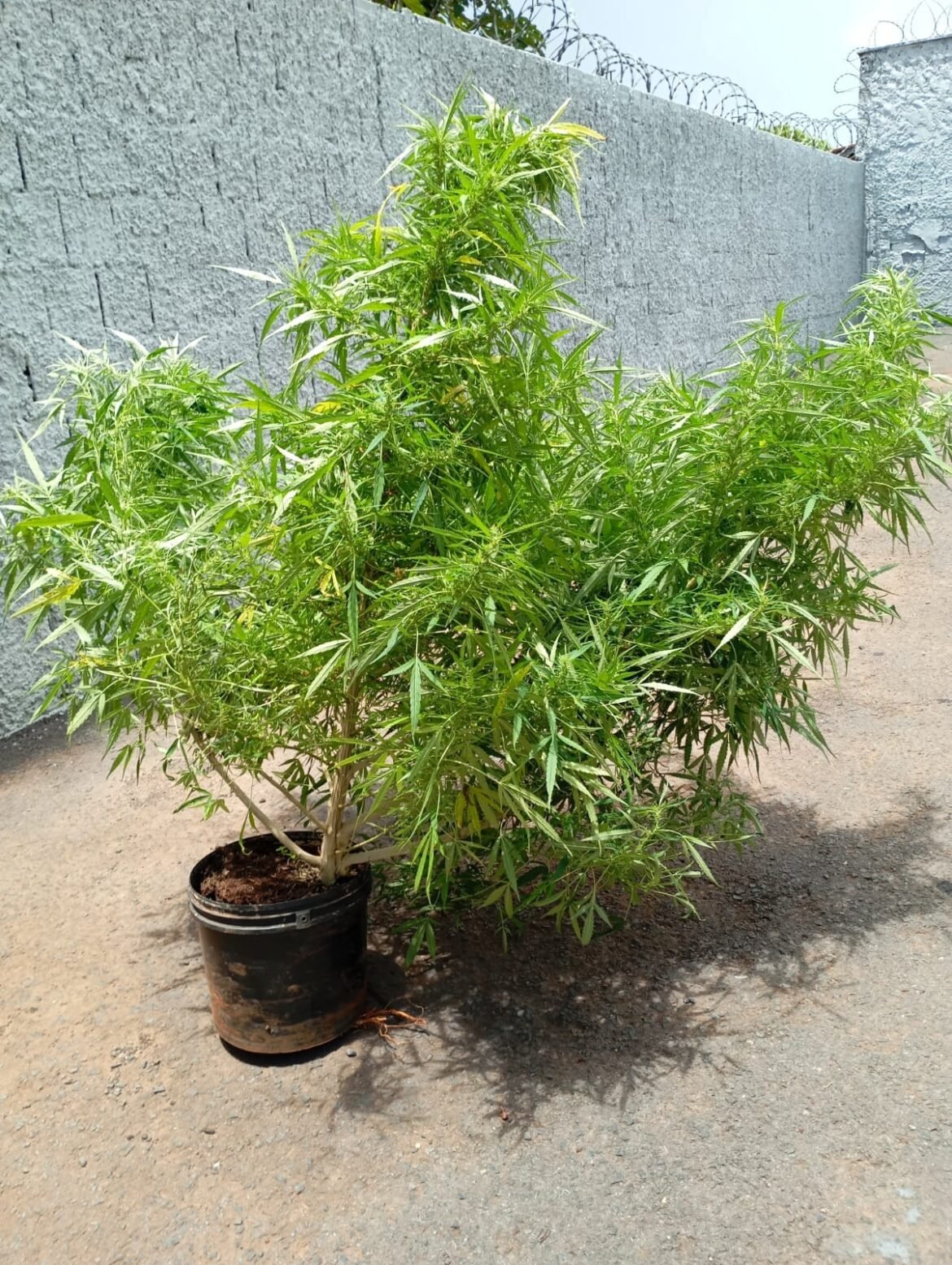 homem-e-preso-com-pes-de-maconha,-rifle-e-apetrechos-de-pesca-em-assentamento-de-unai