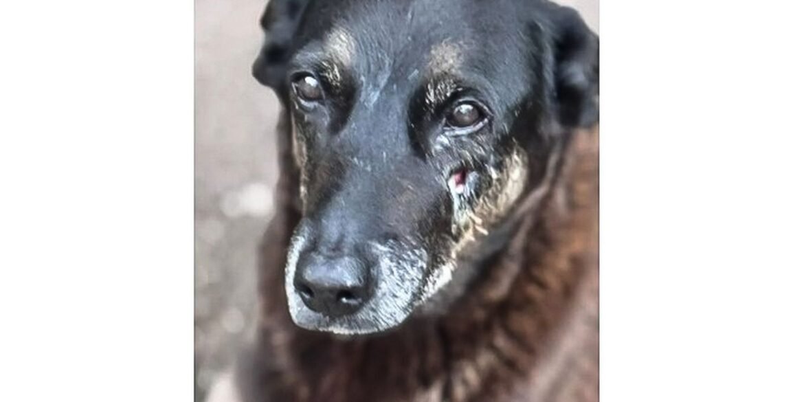 policia-quer-apreender-passaporte-de-envolvido-na-morte-do-cao-orelha