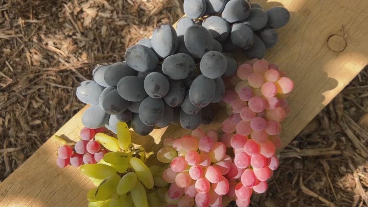 safra-da-uva-atrasa-no-sudoeste-de-sp-|-g1