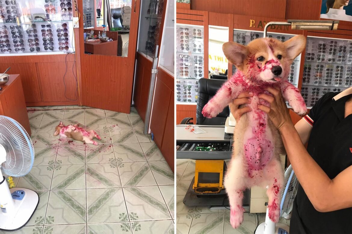 cachorrinho-da-susto-em-donos-e-viraliza-na-web