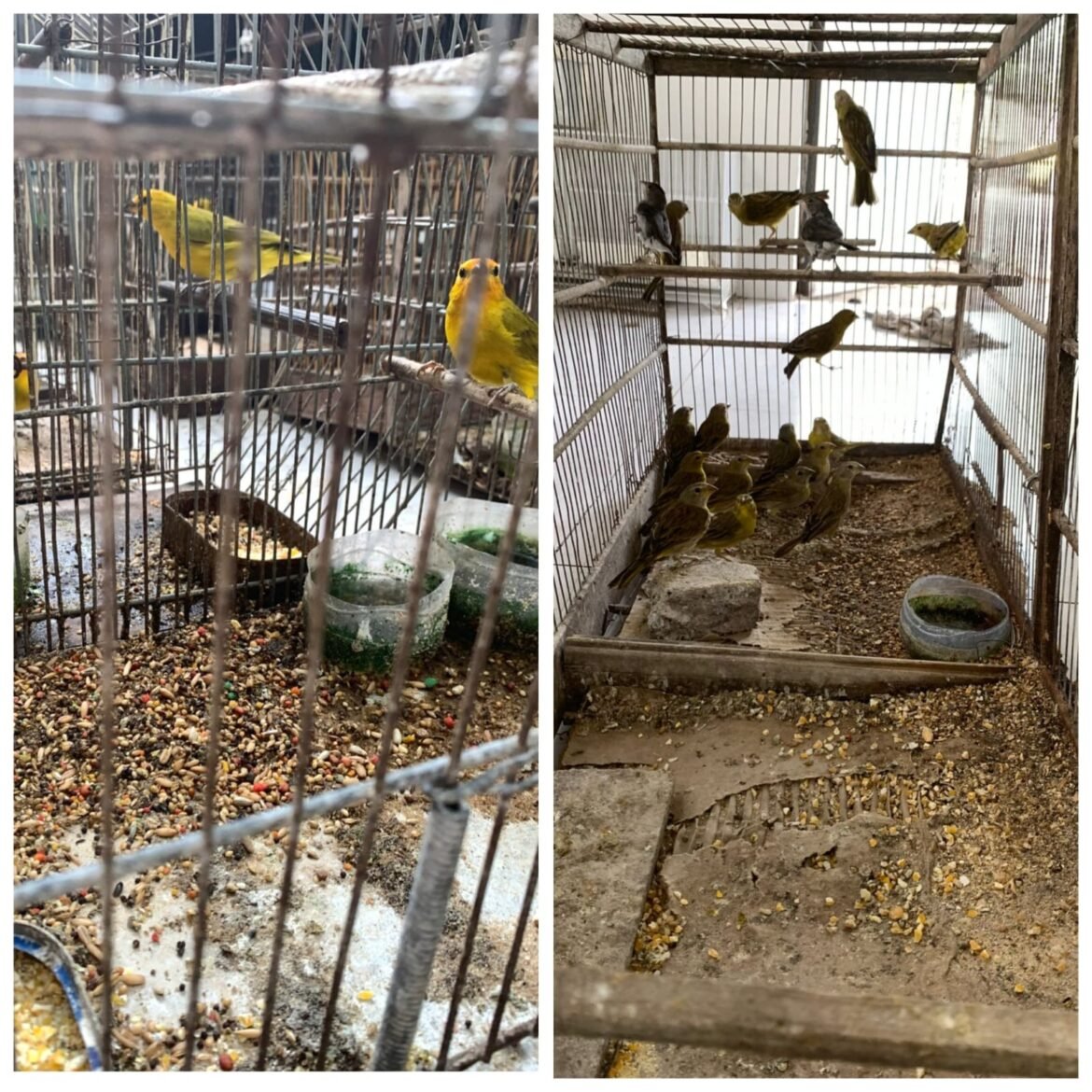 policia-apreende-112-passaros-da-fauna-silvestre-e-aplica-multa-de-mais-de-r$-200-mil,-em-montes-claros