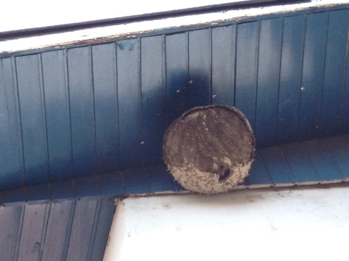 vespas-‘ajudam’-policia-a-prender-fugitivo-na-alemanha