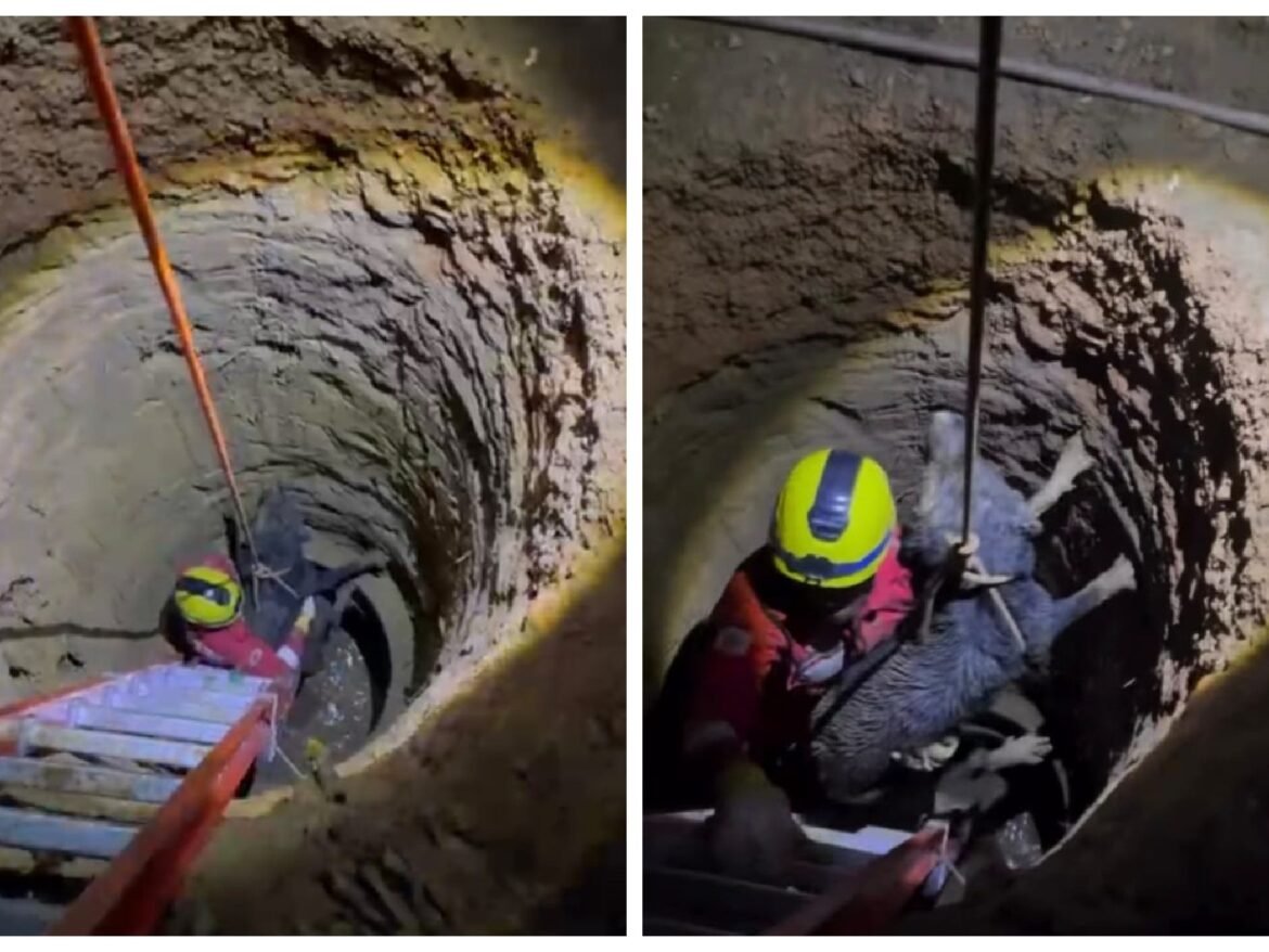 cao-da-raca-labrador-e-resgatado-de-cisterna-com-7-m-de-profundidade-em-rio-pardo-de-minas