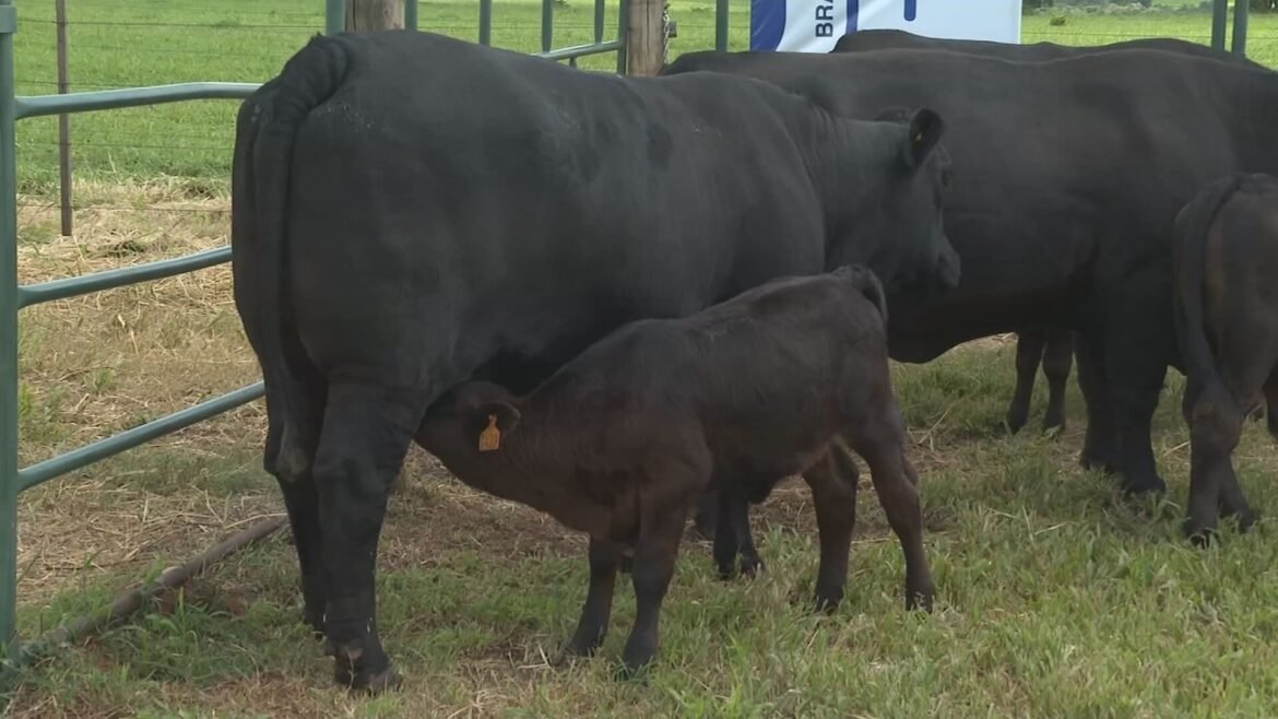 brangus-e-rustico-e-tem-carne-de-qualidade-|-g1