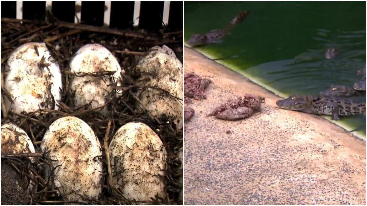 ovo-de-jacare-faz-barulho-e-temperatura-define-sexo-do-animal;-conheca-producao-|-g1