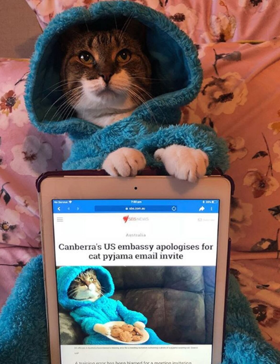 embaixada-dos-eua-na-australia-envia-e-mail-com-foto-de-gato-fantasiado-de-cookie-monster