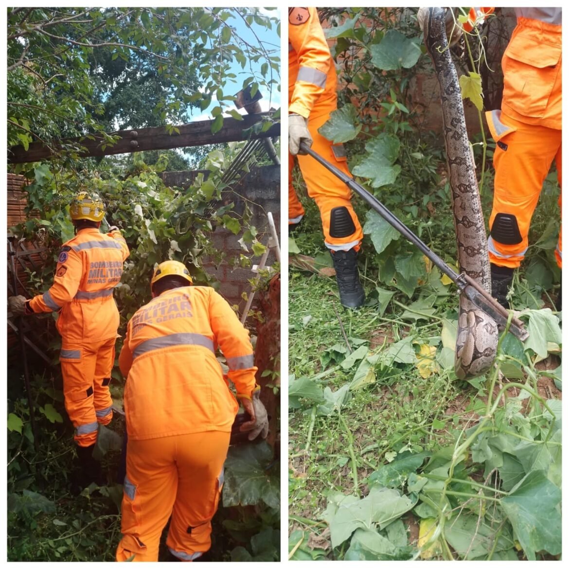 bombeiros-capturam-cobra-de-um-metro-em-quintal-de-casa-em-guaraciama;-video
