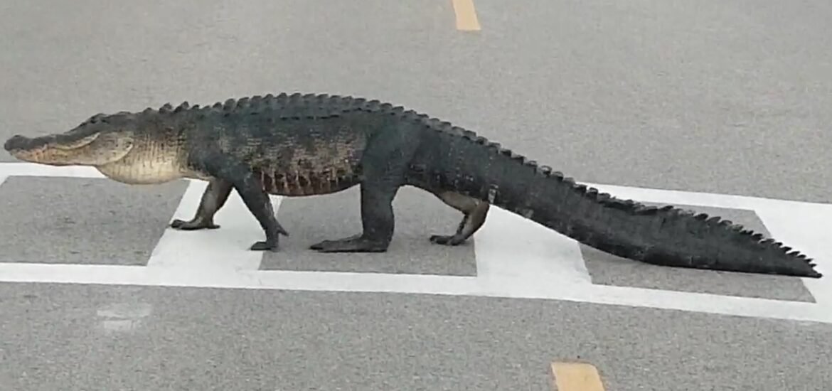 jacare-atravessa-rua-usando-faixa-de-pedestres-nos-eua