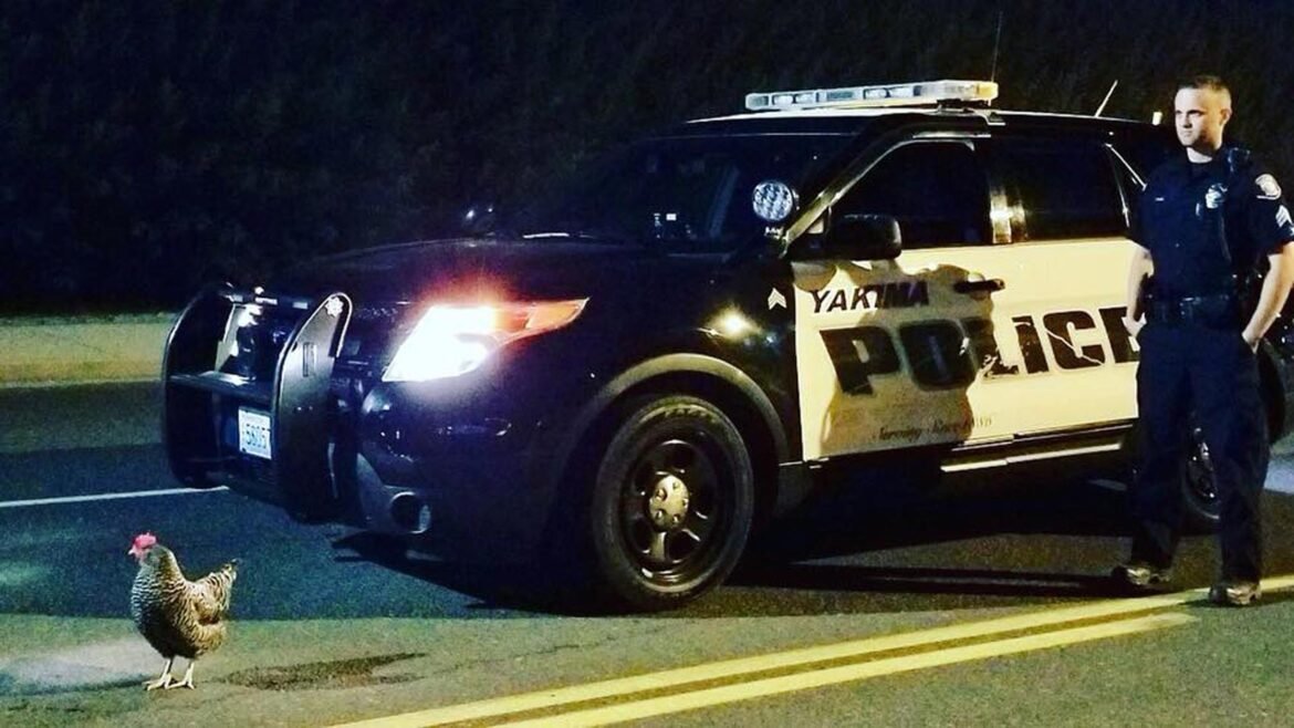 policial-‘ajuda’-galinha-a-atravessar-rua-nos-eua