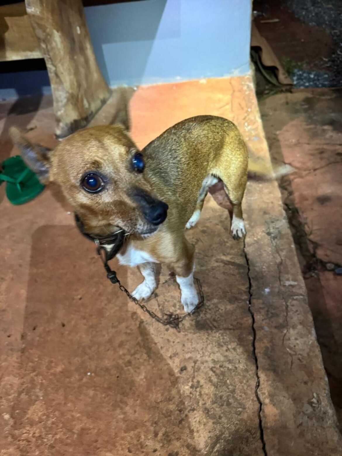 mudanca-no-comportamento-de-cachorro-ajuda-a-salvar-idosa-que-caiu-em-cisterna-de-13-metros-em-mg