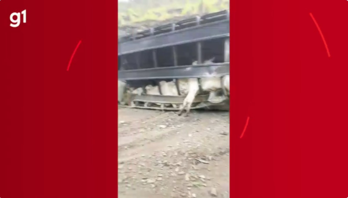 carreta-com-74-bovinos-tomba-na-br-365-e-39-animais-sao-furtados