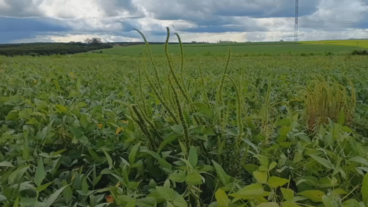 caruru-gigante-preocupa-produtores-do-noroeste-de-sp-|-g1