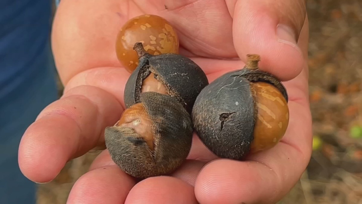 e-tempo-de-colher-macadamia-|-g1