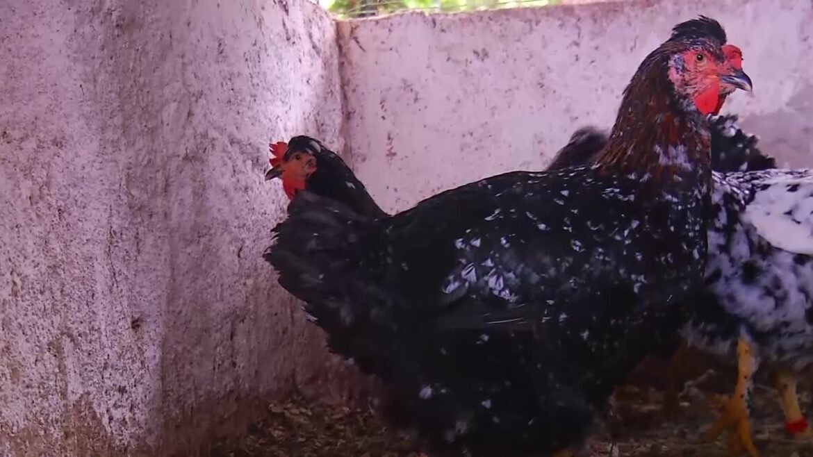 videos:-inter-tv-rural-deste-domingo,-22-de-fevereiro