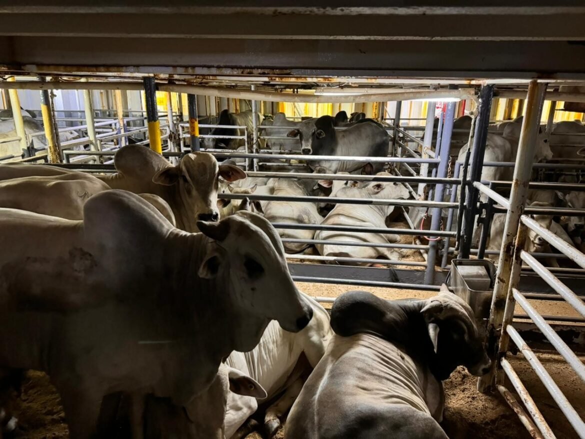 com-denuncias-de-animais-em-meio-a-fezes-e-com-pouco-espaco,-exportacao-de-gado-vivo-dobra-em-3-anos-no-brasil-|-g1